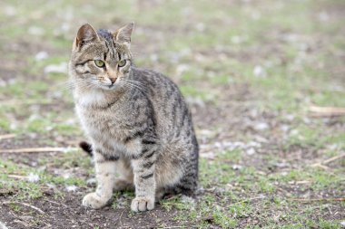 Açık alanda zemin çizgili kedi oturur
