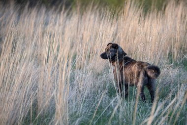 Çizgili kahverengi köpek yürüyüşe çıktım
