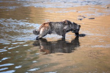 Nehirde su üzerinde köpek duran