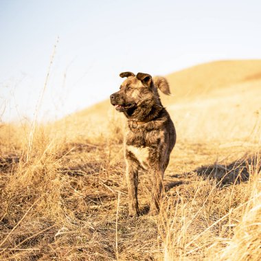 Köpek bir güneşli bahar gününde yürür