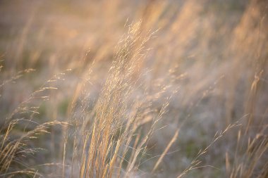 gün batımında sarı çim