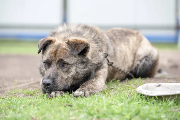 Cão marrom com listras em uma trela no quintal — Fotografia de Stock