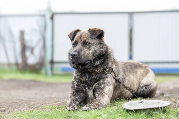 Cão marrom com listras em uma trela no quintal — Fotografia de Stock