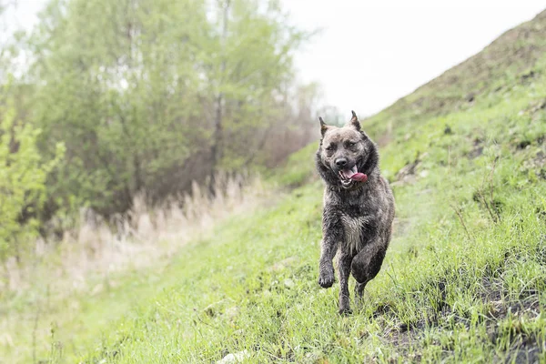 Çizgili kahverengi köpek yürüyüşe çıktım — Stok fotoğraf