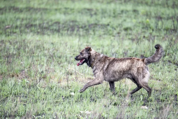 Çizgili kahverengi köpek yürüyüşe çıktım