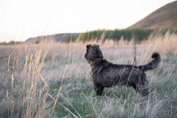 Perro marrón con rayas fue a dar un paseo —  Fotos de Stock