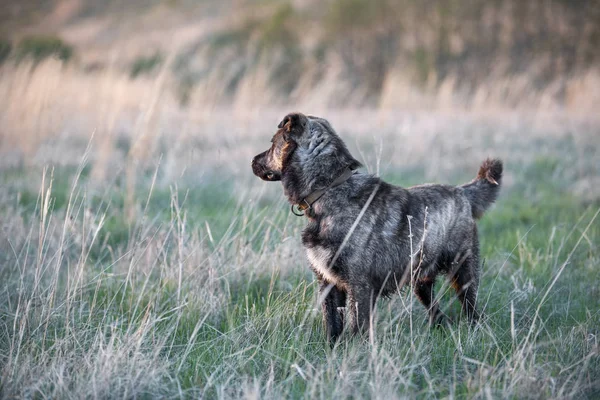 Çizgili kahverengi köpek yürüyüşe çıktım