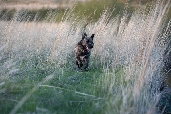 Bruine hond met strepen ging voor een wandeling — Stockfoto
