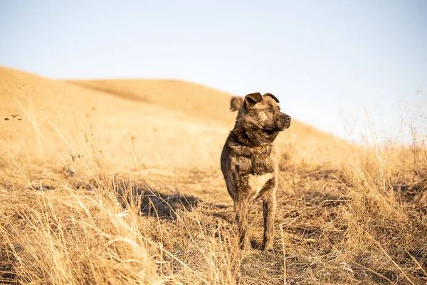 Köpek bir güneşli bahar gününde yürür