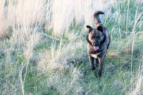 Çizgili kahverengi köpek yürüyüşe çıktım