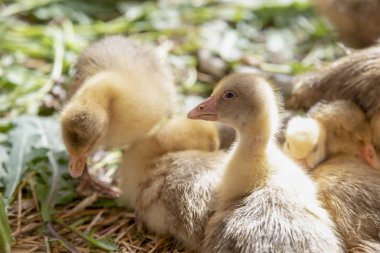 Küçük sarı kuşlar karalama kafeste vardır