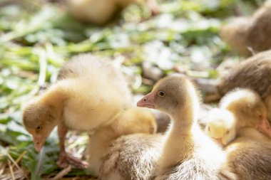 Küçük sarı kuşlar karalama kafeste vardır