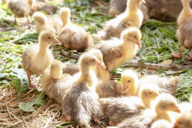 Küçük sarı kuşlar karalama kafeste vardır