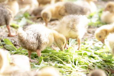 Küçük sarı kuşlar karalama kafeste vardır
