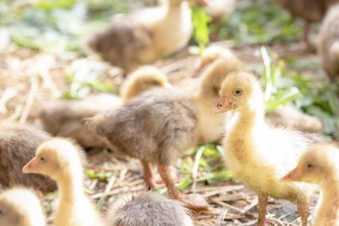 Küçük sarı kuşlar karalama kafeste vardır