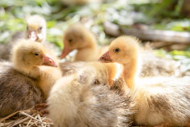 Küçük sarı kuşlar karalama kafeste vardır