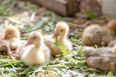 Küçük sarı kuşlar karalama kafeste vardır