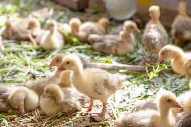 Küçük sarı kuşlar karalama kafeste vardır
