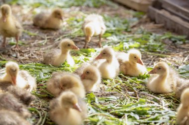 Küçük sarı kuşlar karalama kafeste vardır