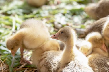 Küçük sarı kuşlar karalama kafeste vardır