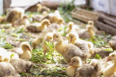 Küçük sarı kuşlar karalama kafeste vardır