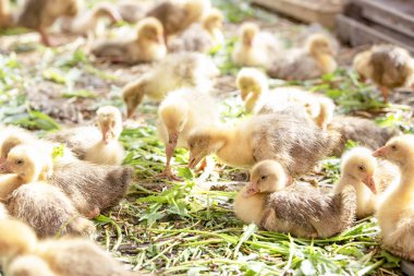 Küçük sarı kuşlar karalama kafeste vardır