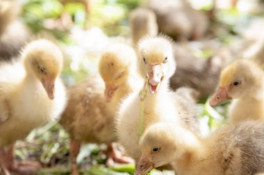 Küçük sarı kuşlar karalama kafeste vardır