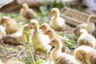 Küçük sarı kuşlar karalama kafeste vardır