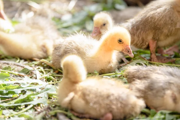 Küçük sarı kuşlar karalama kafeste vardır