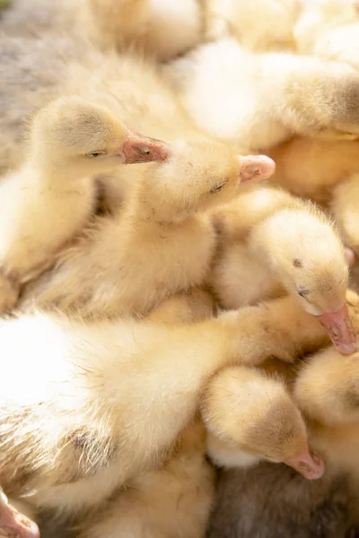 Pequeño ennegrecimiento amarillo los goslings están en la jaula — Foto de Stock