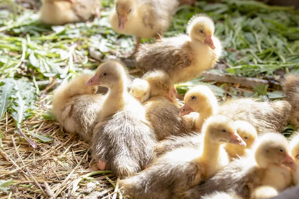Küçük sarı kuşlar karalama kafeste vardır