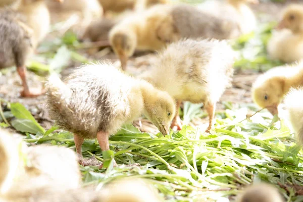 Küçük sarı kuşlar karalama kafeste vardır