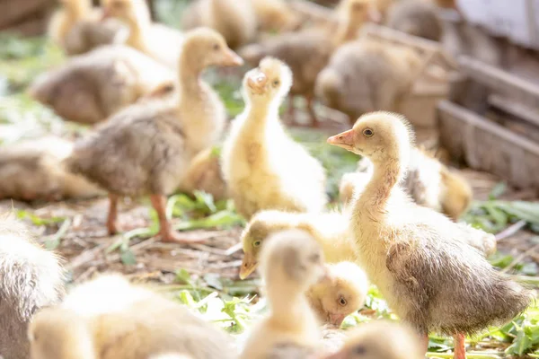 Küçük sarı kuşlar karalama kafeste vardır