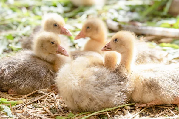 Küçük sarı kuşlar karalama kafeste vardır