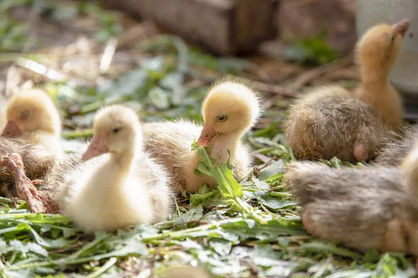 Küçük sarı kuşlar karalama kafeste vardır