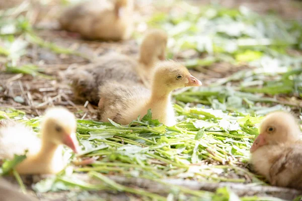 Küçük sarı kuşlar karalama kafeste vardır