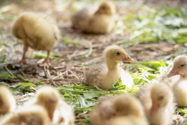 Küçük sarı kuşlar karalama kafeste vardır