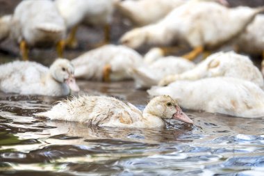 Küçük balık sürüsü indodas yıkama nehre