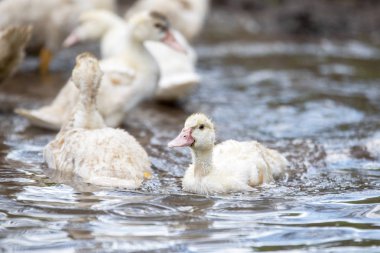 Küçük indodas nehirde yüzmek
