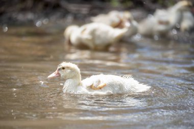 Bebek indodas gölet güneşli bir günde yüzmek