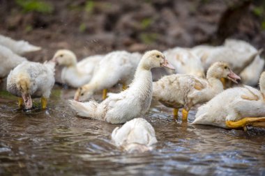 Nehirde bir küçük balık sürüsü endotak yıkama