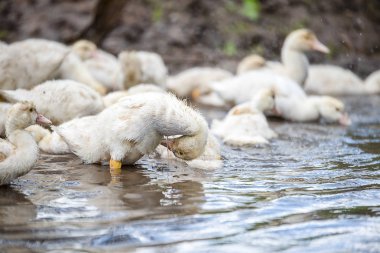 Nehirde bir küçük balık sürüsü endotak yıkama