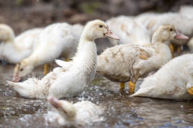 Nehirde bir küçük balık sürüsü endotak yıkama