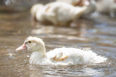 Su birikintisi yakın çekim gün güneşli yaz içinde küçük indoda