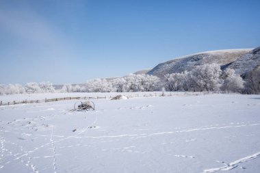 Hills, kar ve farklı hayvan izleri ile kaplı ağaçlar olan güzel kırsal kış manzara