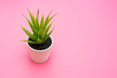 Pembe üzerinde bir tencerede yapraklarla yapay yeşil çiçek
