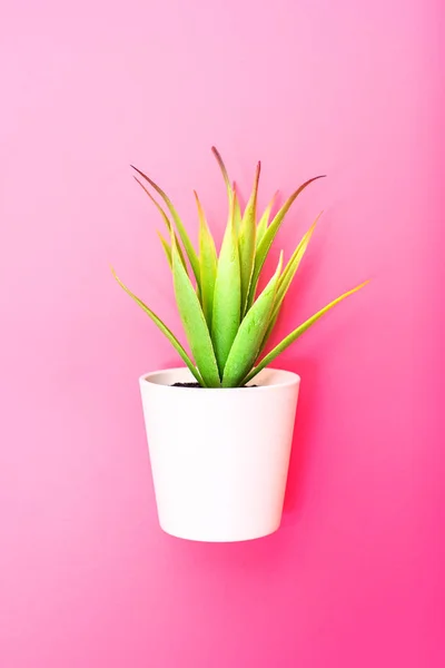 Flor verde artificial com folhas em um pote em rosa — Fotografia de Stock