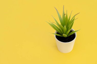 Sarı bir tencerede yapraklarla yapay yeşil çiçek