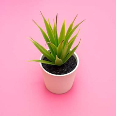 Pembe üzerinde bir tencerede yapraklarla yapay yeşil çiçek