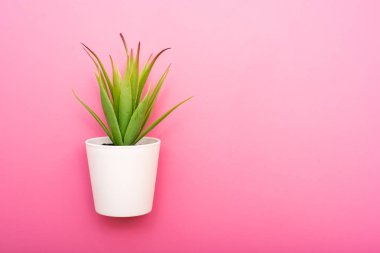 Pembe üzerinde bir tencerede yapraklarla yapay yeşil çiçek